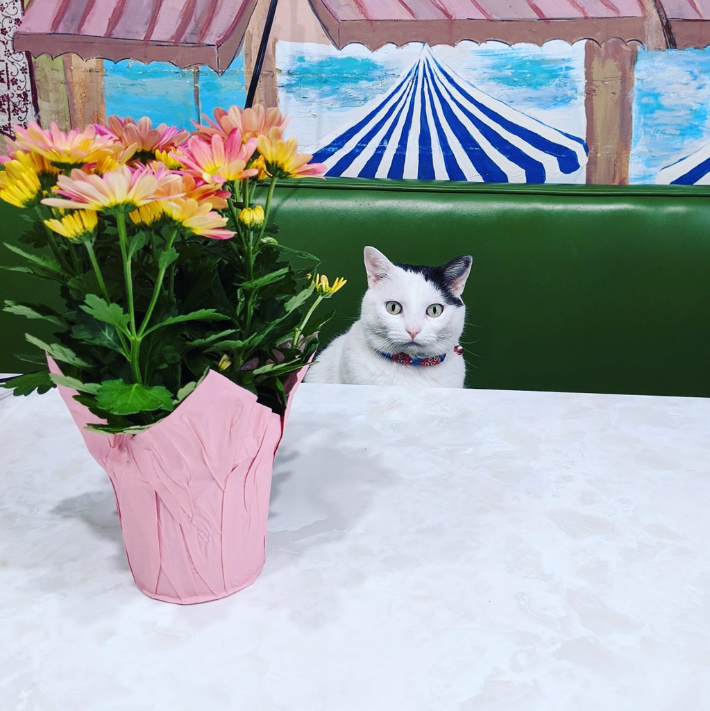 HouseofFuzz's tweet image. Happy Mother's Day ♥️💐 #CatsOfTwitter