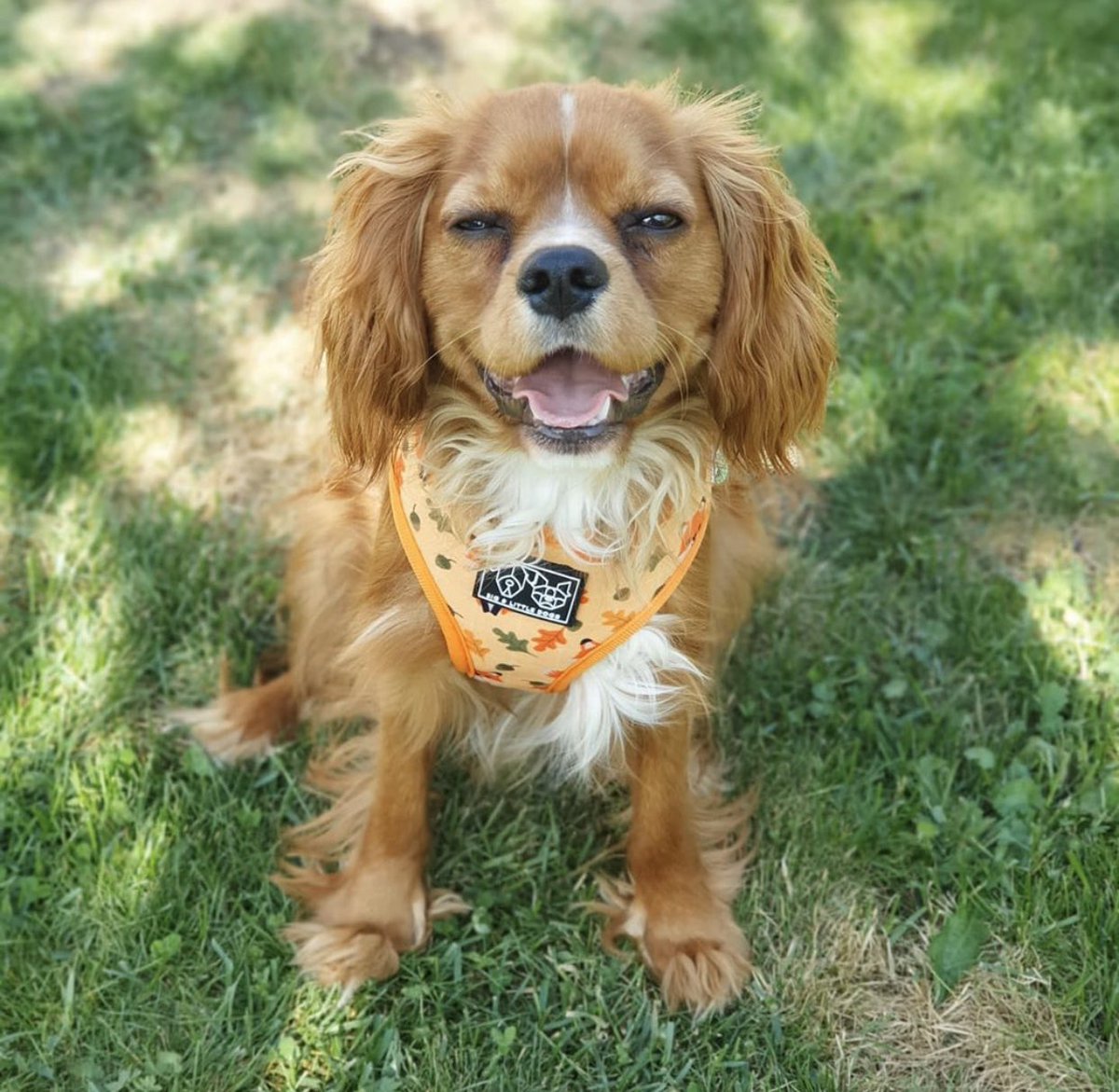 lowie.cavalier with the @bigandlittledogs Reversible Feeling Foxy harness🦊🍃🍂