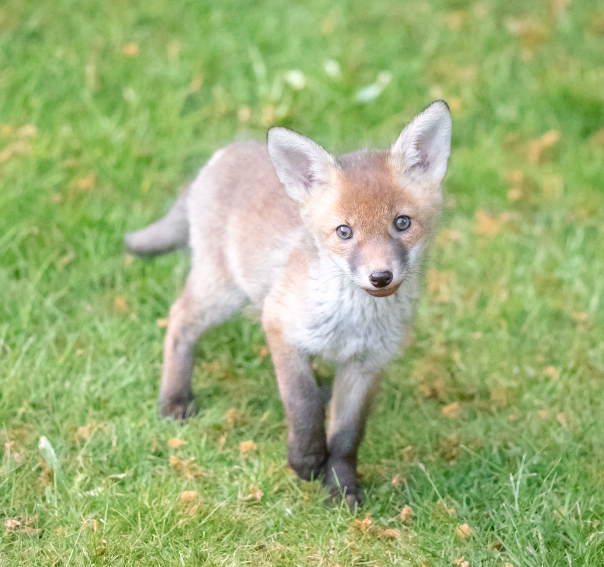 stonechat_42's tweet photo. I’m so lucky to be able to watch these 5 beautiful fox cubs in my garden. They definitely bring a little excitement into my lockdown experience.

#lockdownactivities https://t.co/9QWr67Qb4c