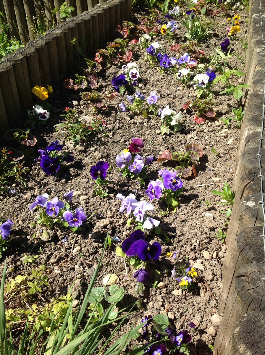 @BandQ a MASSIVE thank you from @HPSDerbyshire and @HForestschools for donating these stunning flowers, they look amazing and have really brightened up our outdoor school spaces and the children have loved planting and looking after them 🌸🌼🌺🌷#Community #FantasticFlowers