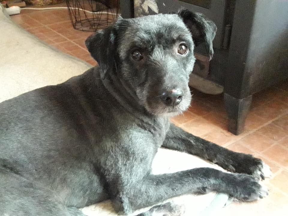SosAbuelos1's tweet photo. MALAGA.
Ya no se nos ocurre que poner para difundir a Momo.....solo que es muy triste que lleve 7 años con nosotros y que nadie pregunte por él ¿tan difícil es encontrar un buen corazón que lo quiera??
CONTACTO: 652 81 30 71 https://t.co/DSwJRM6GxB