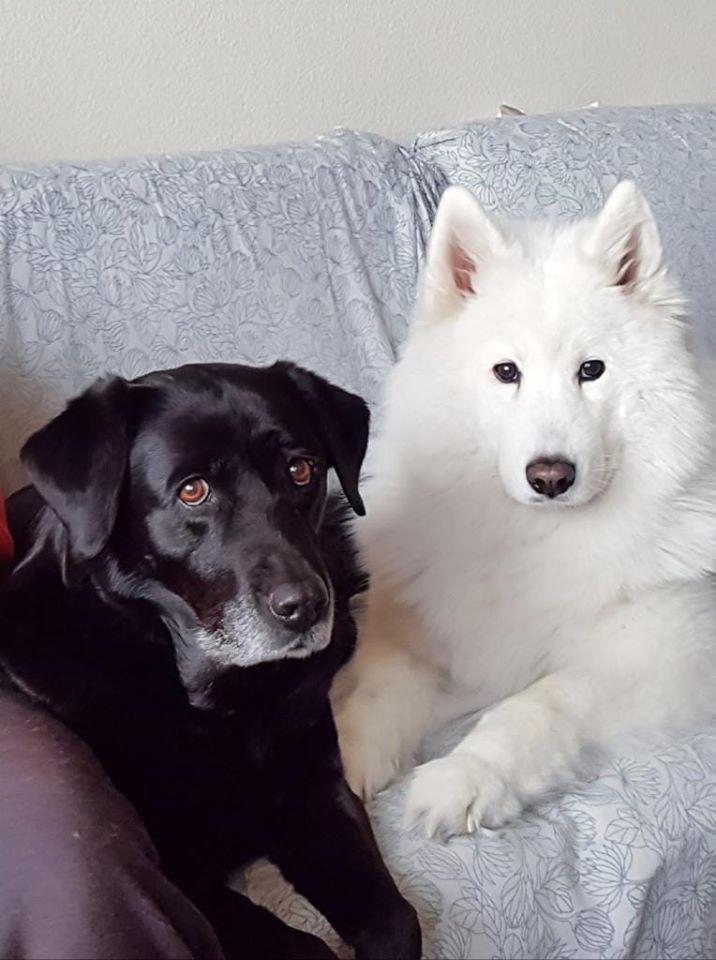 SOS Abuelos tweet media