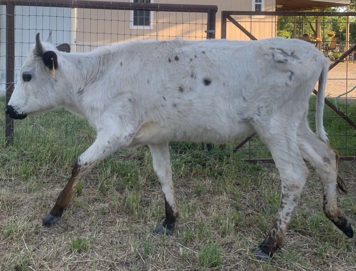 LonghornsBm's tweet photo. Our first mini to be born on the property. Love my little Luna 💙 #cowtwitter #minicattle #longhorncattle #registeredlonghorn #minilonghorn https://t.co/C1cFJbymTX