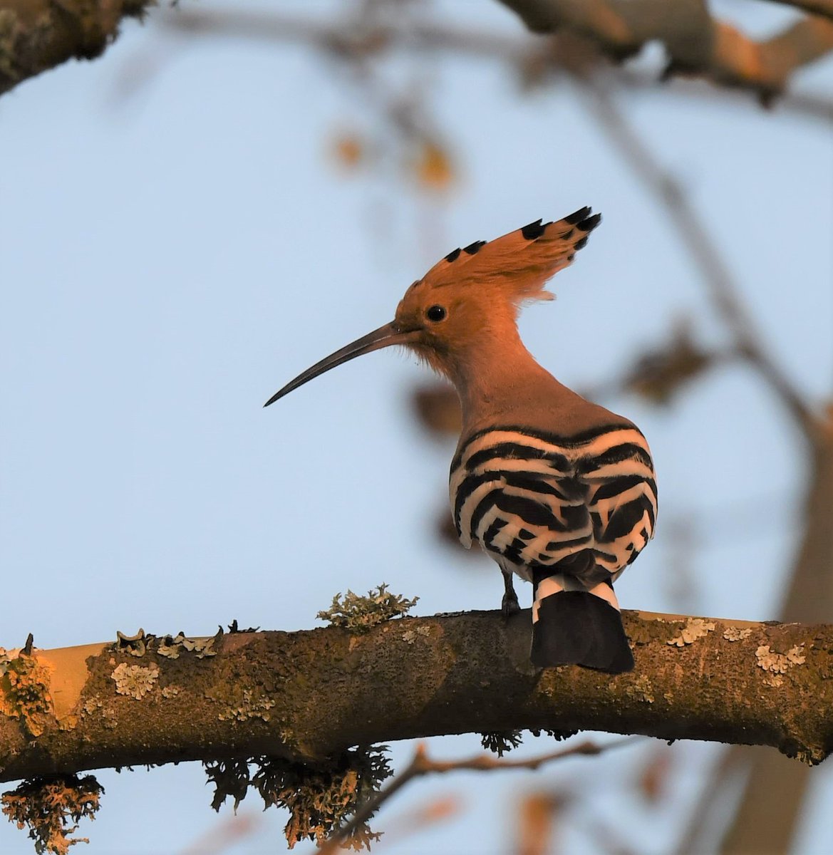 PetitRmy1's tweet image. Last day of the #Quarantine in France. A quiet spring indeed, with no planes and few cars. I practised bird song/call identification in my garden and in the immediate surroundings: 76 species detected! #IStayHome #QuarantineLife #covid19 #birdwatching #birds