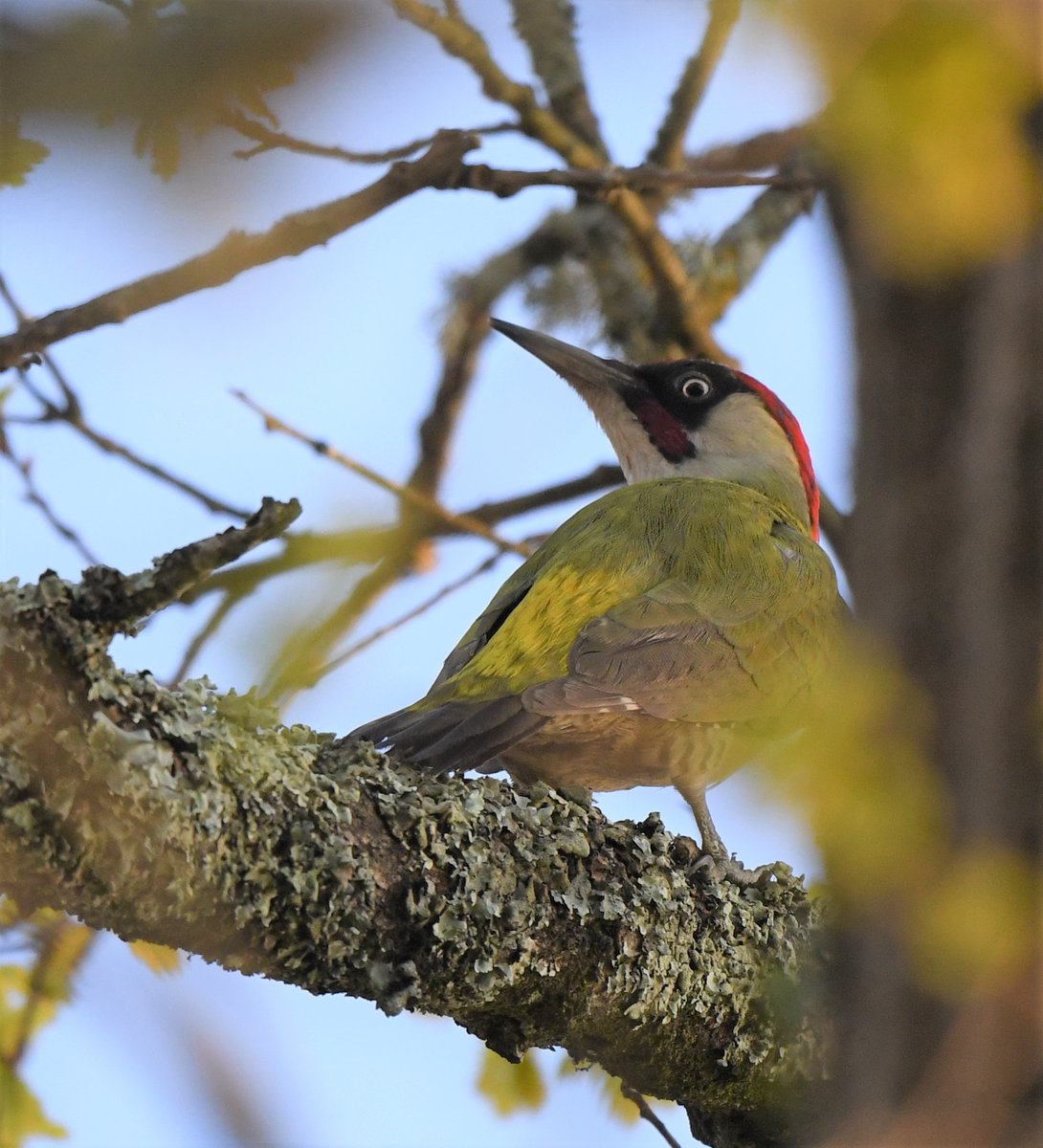 PetitRmy1's tweet image. Last day of the #Quarantine in France. A quiet spring indeed, with no planes and few cars. I practised bird song/call identification in my garden and in the immediate surroundings: 76 species detected! #IStayHome #QuarantineLife #covid19 #birdwatching #birds