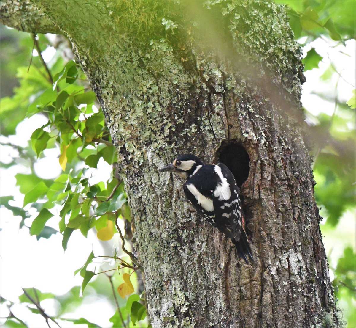 PetitRmy1's tweet image. Last day of the #Quarantine in France. A quiet spring indeed, with no planes and few cars. I practised bird song/call identification in my garden and in the immediate surroundings: 76 species detected! #IStayHome #QuarantineLife #covid19 #birdwatching #birds