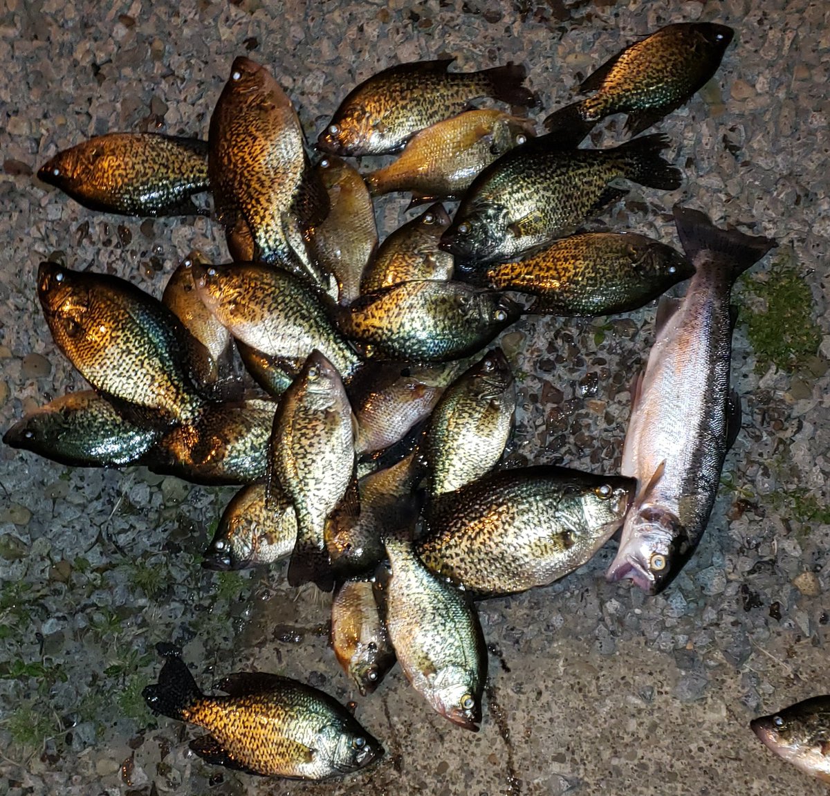 borodriguez97's tweet photo. A few sandwiches 🐟🎣🍻 https://t.co/0iBzJIgb4X