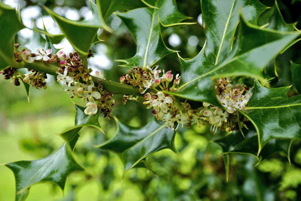 Family 7 is the holly family (Aquifoliaceae)We all know the red berries, but its inconspicuous white flowers are at their best now. The holly we know is just one of the around 500 species in its genus.Holly (Ilex aquifolium)