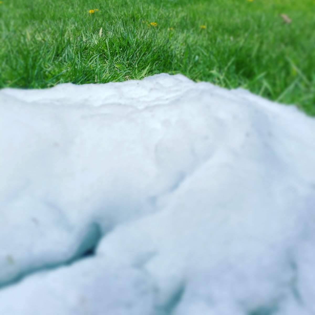 blackeychris's tweet photo. Happy Mother’s Day from Vermont where the snow is melting and the Dandelions are growing #vermontspring #weather #MothersDay https://t.co/IrzhNB67We