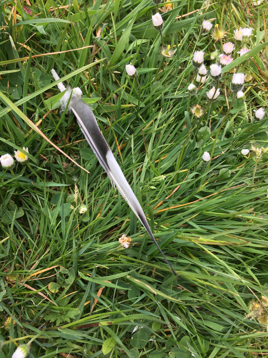 herdwick_gal's tweet photo. Day 48, already #RestrictedMovementOrder some days have felt longer than others, some have been worse than others. Still going out for a stroll and today I have a cat and a feather for you. Was a blustery one and the chilliest to date. #StaySafe https://t.co/slvVOCSbGZ