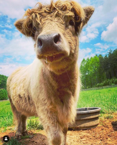 NotToDieFor's tweet photo. Imagine having a Sunday snuggle with this absolute beauty! See more at @threegreatscotts over on Instagram 🥰🐮💚 https://t.co/pxLWQzz8bM