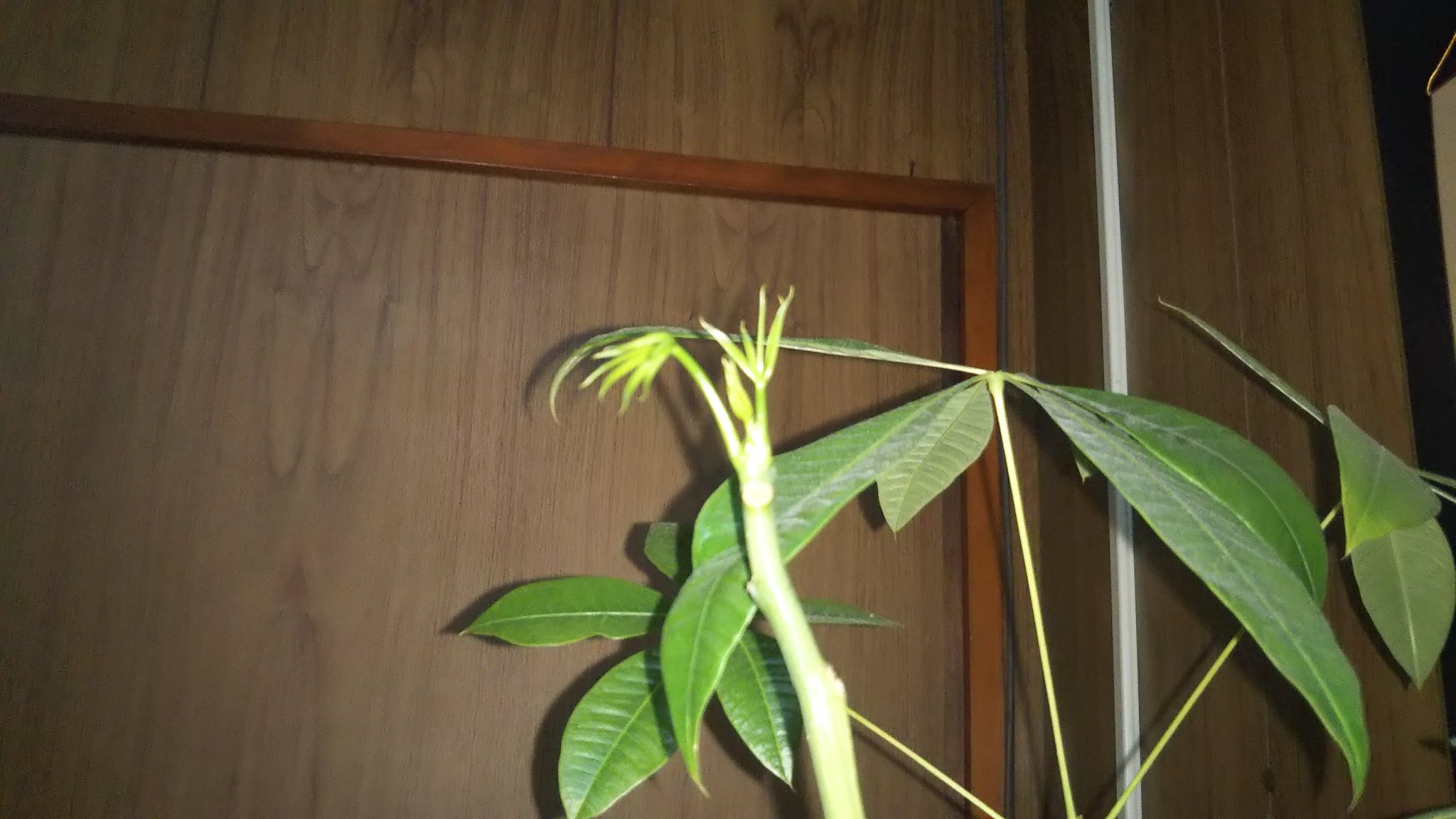 تويتر こころんグリーン على تويتر パキラの新芽が随分大きくなって来ました 葉っぱはまだまだ閉じてますが かなりおおきくなって来ました 間もなく開きますね パキラ 新芽 葉っぱ 観葉植物 初夏 初夏の花 園芸 ガーデニング 熊本市南区 熊本