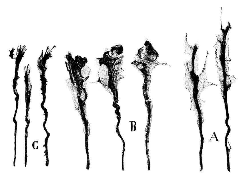 1/3. What about a #growthconecontest? Ramón y Cajal 1st described growth cones/cono de crecimiento/cônes de croissance in 1890. We often need to illustrate them for seminars/teaching. What is your favorite growth cone image/movie? non mammals and even invertebrate are welcome.