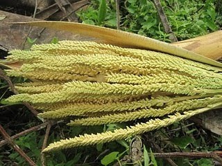 Sebelum tarian dimulakan, mayang pinang (bunga untuk pokok pinang) diletakkan pada muka mangsa yang dirasuk puteri bunian tersebut.