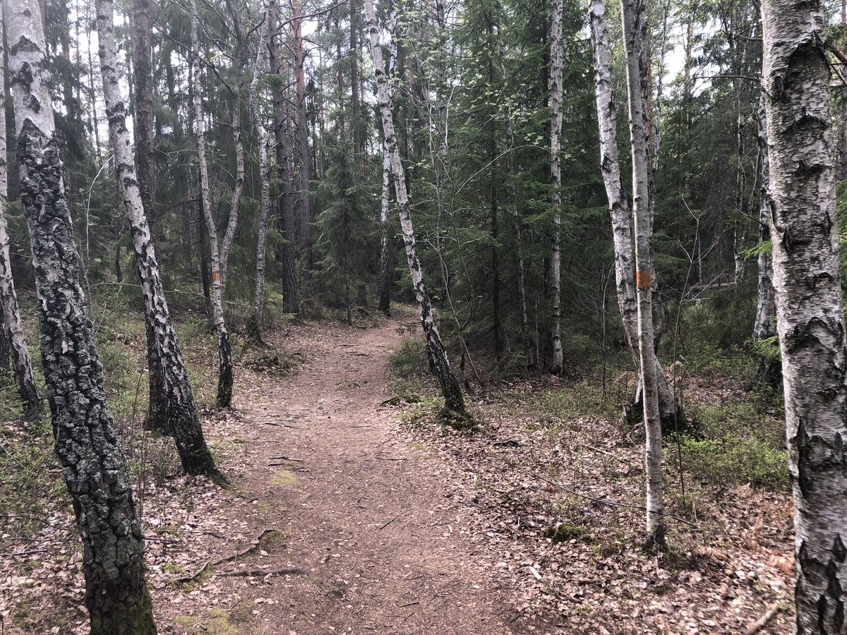 jespervarn's tweet photo. Liten promenad bland orange-märkta björkar. #Booleden https://t.co/qcZkcPRb68