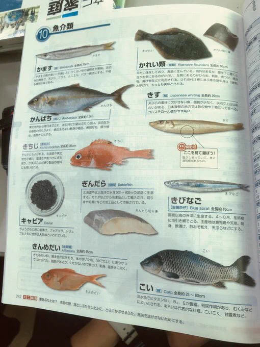 ぎんだら可哀想…！！冗談抜きで切り身で泳いでると勘違いする人が出てきそう！！
