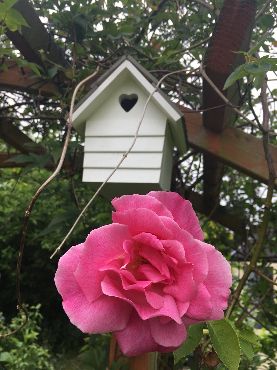 #GardenDayUK roses have just started to bloom