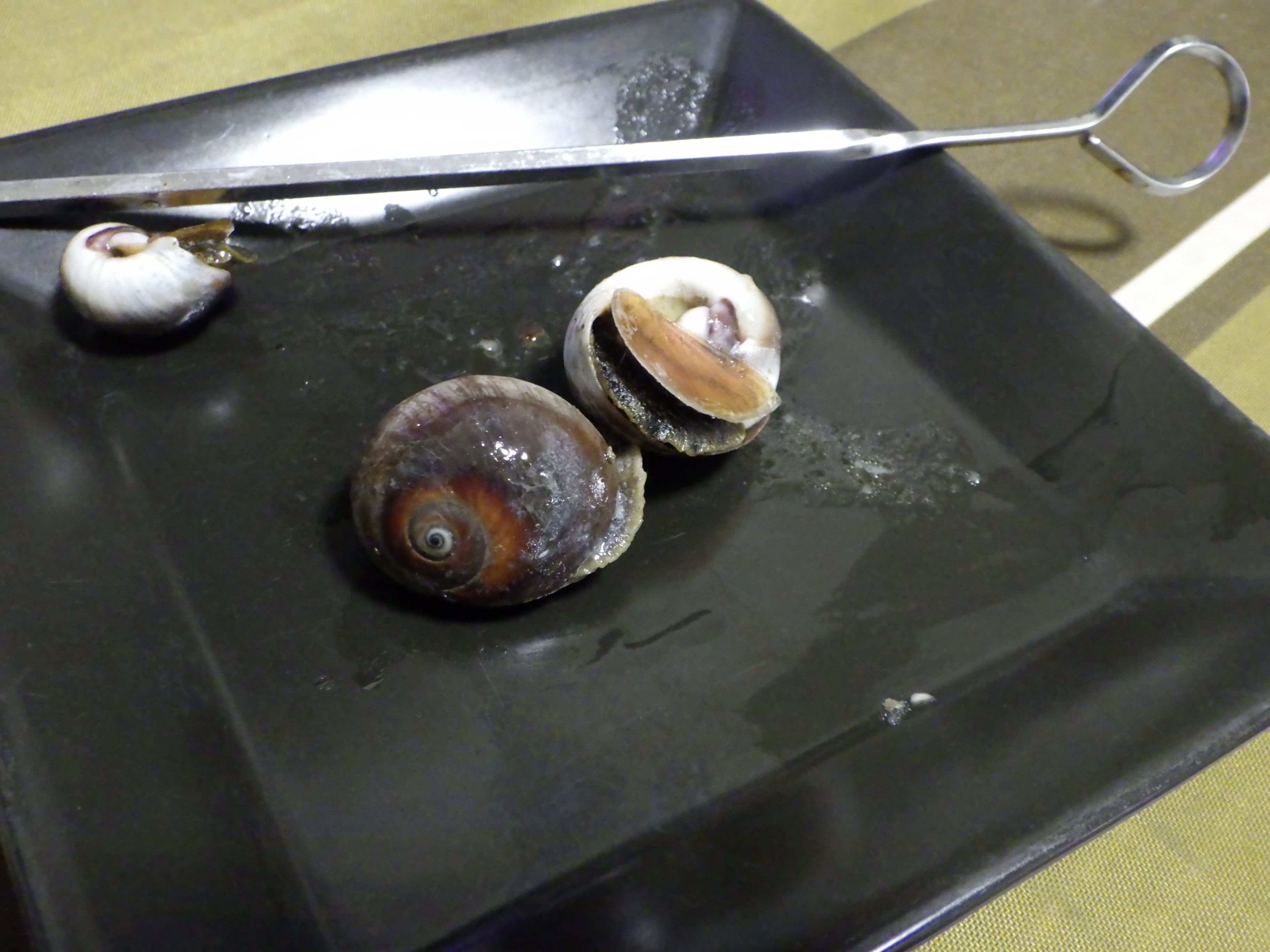 東京でとって食べる生活 ツメタガイ やらかしました 同じ袋に入れていたら アサリを食べちゃっていました 貝を食べる奴だとは聞いてましたが こんなふうに穴を開けて食べちゃうんですね 硬い殻にどうやってあけるんでしょうね すごい T