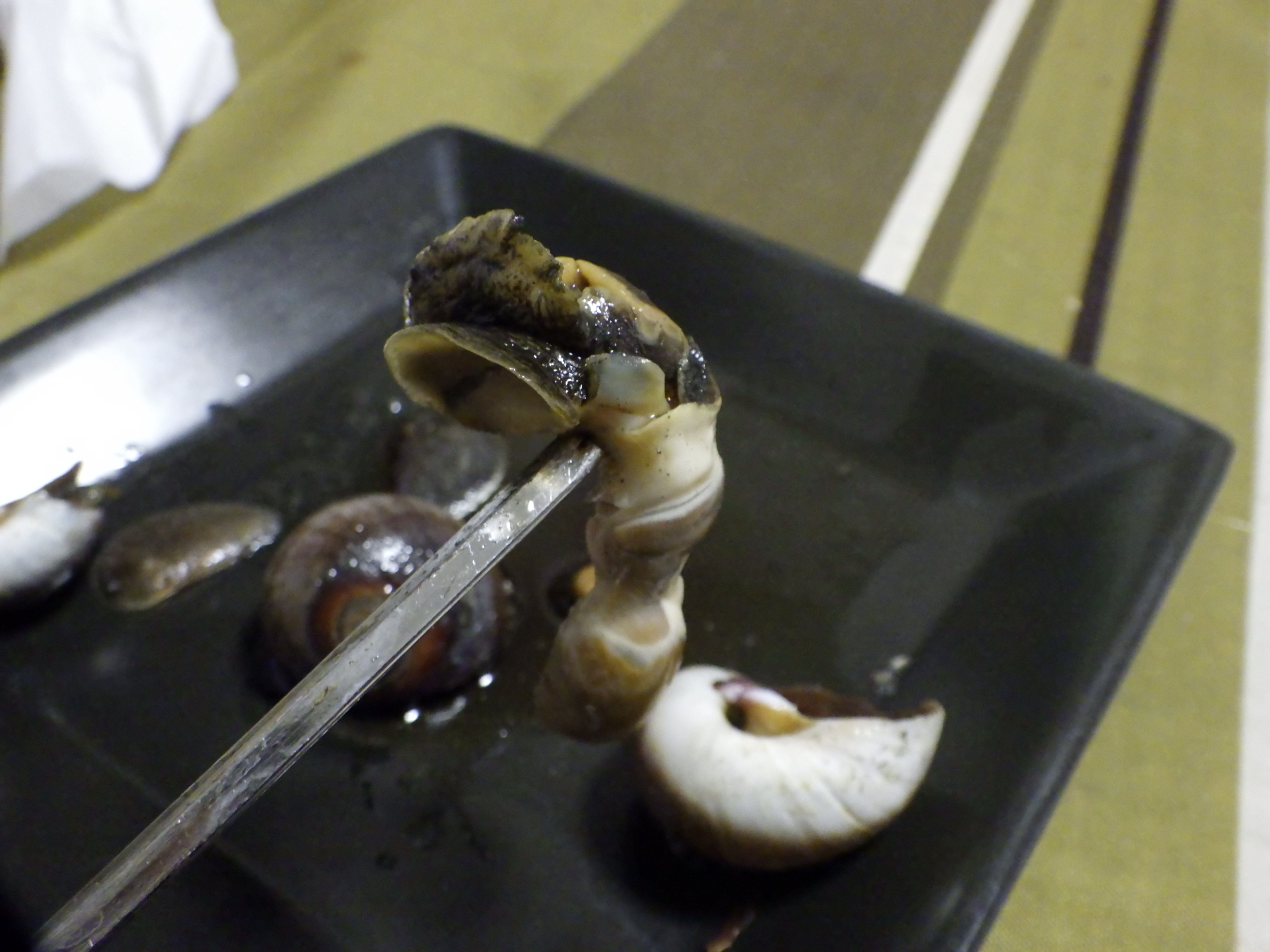 東京でとって食べる生活 ツメタガイ やらかしました 同じ袋に入れていたら アサリを食べちゃっていました 貝を食べる奴だとは聞いてましたが こんなふうに穴を開けて食べちゃうんですね 硬い殻にどうやってあけるんでしょうね すごい T