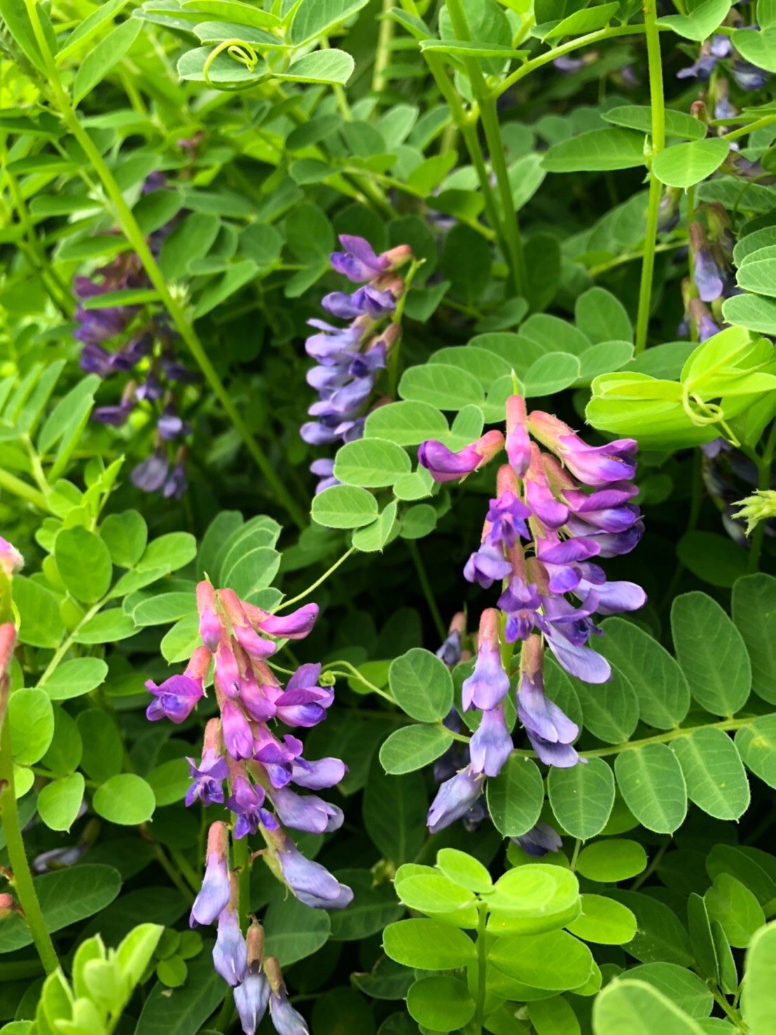 Tweets With Replies By 三浦半島で見られる身近な植物 Vsrsj6neylctuwl Twitter