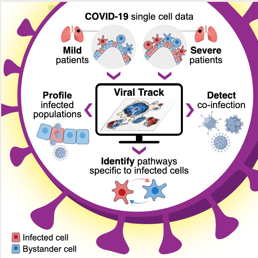 New study by  @IdoAmitLab on scRNA-seq in mild (n=3) vs severe (n=6) COVID-19 patient, w/ computational disentangling of cells directly infected by SARS-CoV-2 vs those indirectly impacted.  https://www.sciencedirect.com/science/article/pii/S0092867420305687