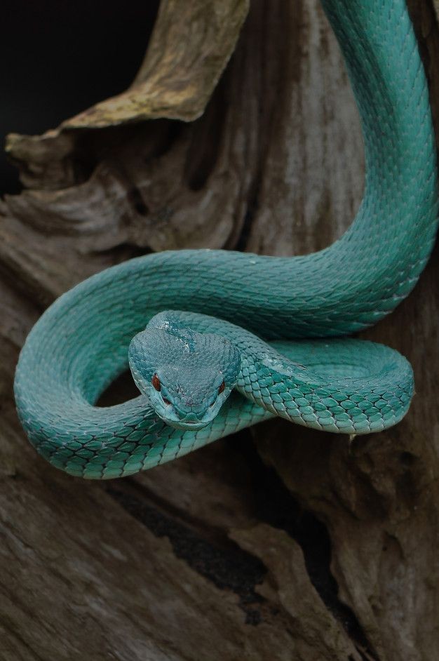 Tom Jedusor : Serpent : il est vicieux et affronte ses ennemis sans craintes. Il se déplace avec précautions et apparaît au moment opportun afin d'attraper sa proie et la tuer. Ce n'est pas pour rien que sa plus fidèle amie soit Nagini.