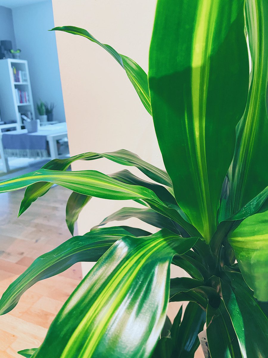 mufseen's tweet photo. new plant, donโt care #patchplants https://t.co/dOSzLgdZrp