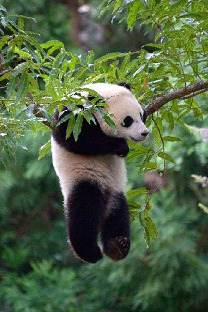 Neville Londubat : Panda : Tout comme Neville, cet animal fait preuve d'une certaine maladresse. Il est cependant adorable et très amical.