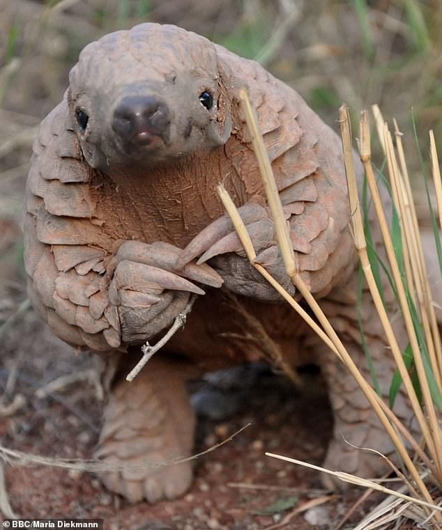 Dolores Ombrage : Pangolin : tout comme cet horrible animal, Ombrage a provoqué que des merdes chez tout le monde. En un an elle a foutu plus de bordel que Voldy en 20 ans.