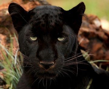 Sirius Black : Panthère : cet animal fait un peu peur avec son côté mystérieux et sombre. La prestance de la panthère est semblable à celle de Sirius. Ils sont tous les deux mignons quand même.