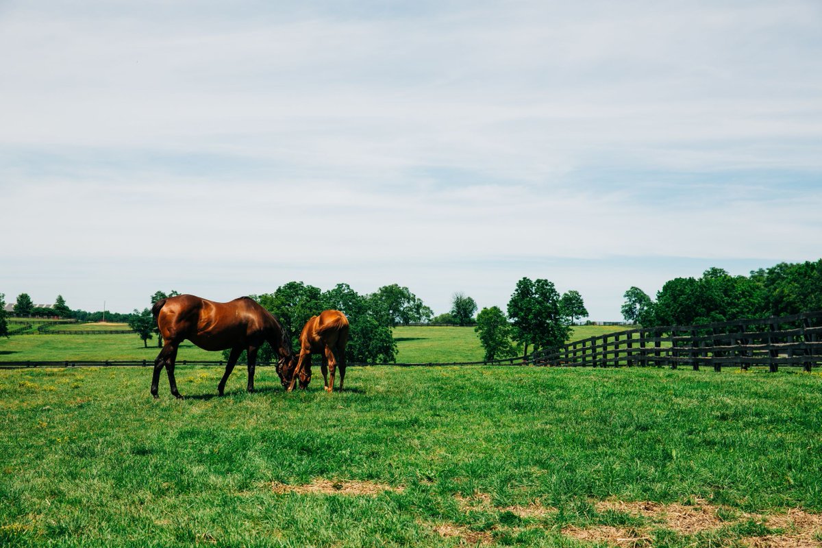 JessamineVisit's tweet photo. Happy Mother's Day 2020! #travelky #jessaminelove #nicholasville #wilmore #jessaminecounty #mother #visitjessamine https://t.co/FHRRfpunMk