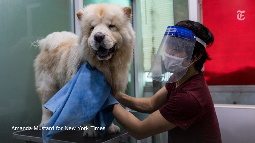 A puppy hair cut might seem frivolous, but it's the hot season in Thailand, when temperatures hover around 100 degrees. Plus, Bangkok is crazy for purebred dogs — even Thailand's king, who favors poodles, in white.  http://nyti.ms/2YQAW4w 