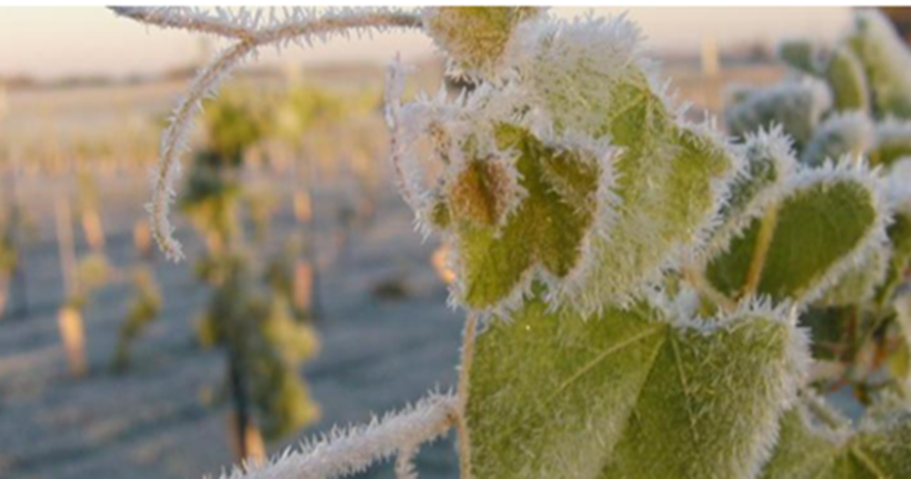 VinescapesUK's tweet photo. #frostrisk alert! #Englishvineyards @climatevine app for localised vineyard info 
Monday: Temperatures looking better due to increased wind (from NW) however localised frost risk still exists.
Tue-Thur:Ground temp down to circa -3oC in parts of south-central &amp; south-east England https://t.co/MdPdLSSdEo