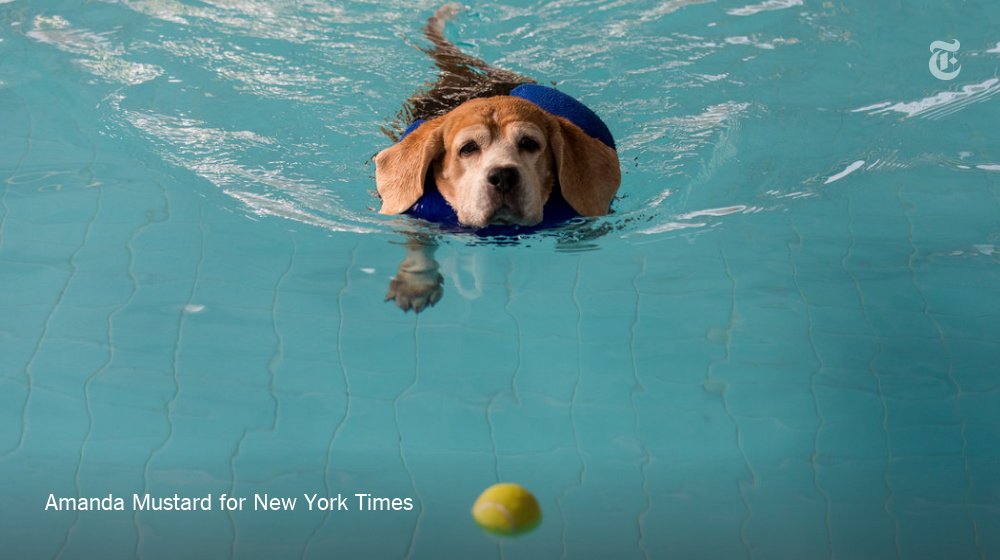 Some pet salons have swimming pools. A paddle (with a life jacket and personalized trainer) followed by a bath and blow-dry costs $10 for a toy breed and $25 for a heftier one. That's roughly equivalent to the average daily wage in Thailand.  http://nyti.ms/2YQAW4w 