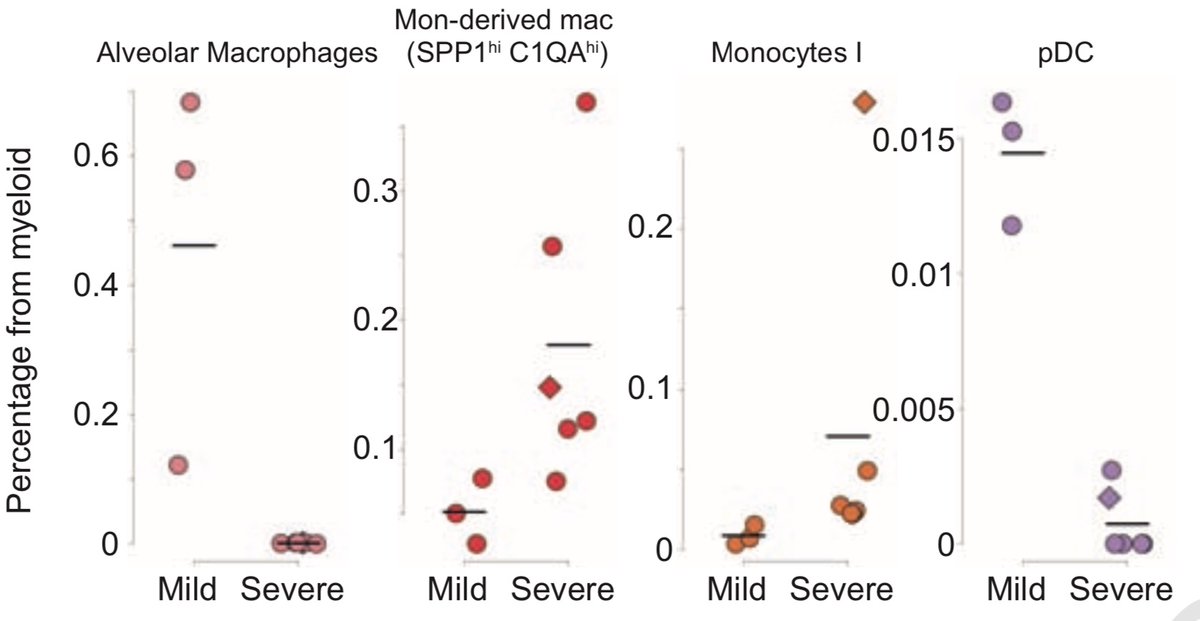 In severe COVID-19 patients there is a *decrease* in alveolar macrophages (ingest inhaled particles, leading to degradation, clearance and presentation of Ag to adaptive immune cells) and an *increase* in monocyte-derived macrophages and monocytes.