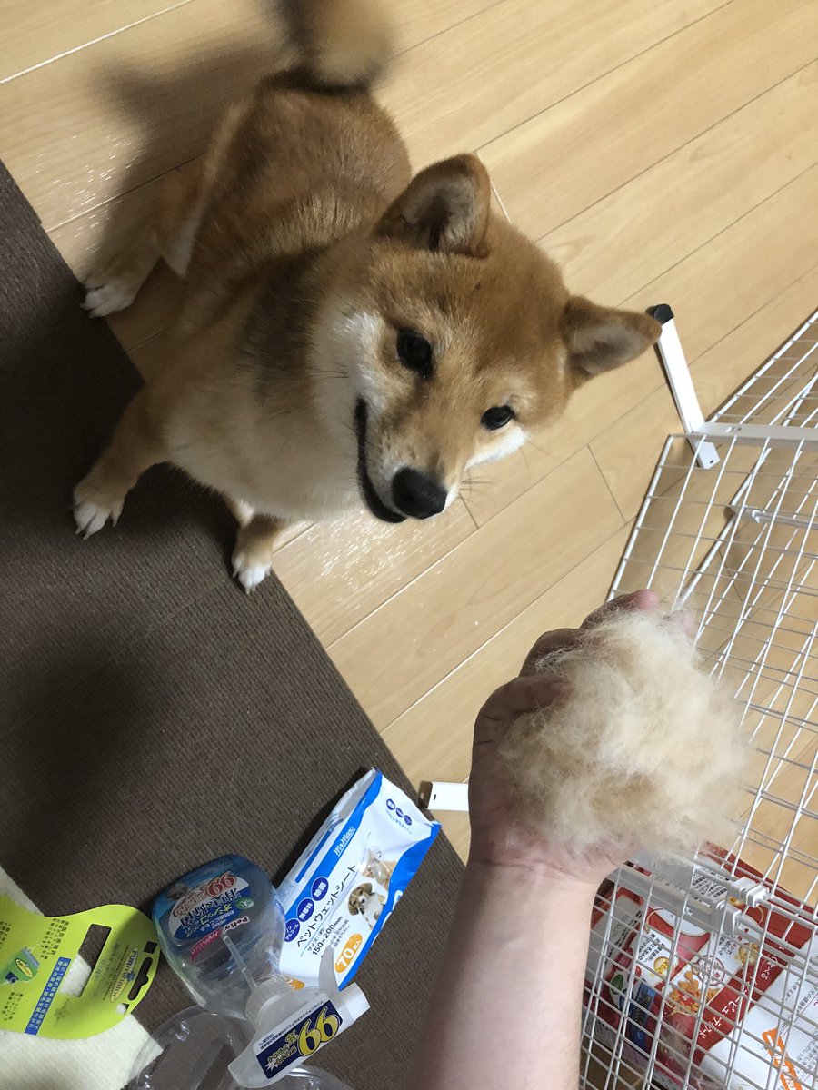 ルー豆柴 こまちゃんの抜け毛がすごい