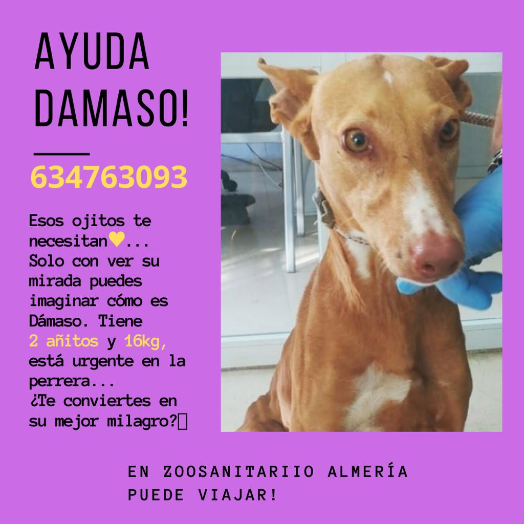 Es precioso y tan dulce!!
<a href="/fundacionbm/">F. Benjamín Mehnert</a> <a href="/lahuellaroja/">La Huella Roja</a> <a href="/FAADAorg/">FAADA</a> <a href="/AdopcionesANUA/">ANUA Adopta</a> <a href="/galgoneando/">Galgoneando</a> <a href="/Galgo96ESP/">Alex Iglesias</a> <a href="/galgos112/">Galgos 112</a> <a href="/AdoptaUnGalgo/">Adopta Un Galgo en Argentina</a> <a href="/SOSGalgos/">SOS Galgos</a> <a href="/galgoleku/">Galgo Leku</a> <a href="/galgosenfamilia/">Galgos en Familia</a>