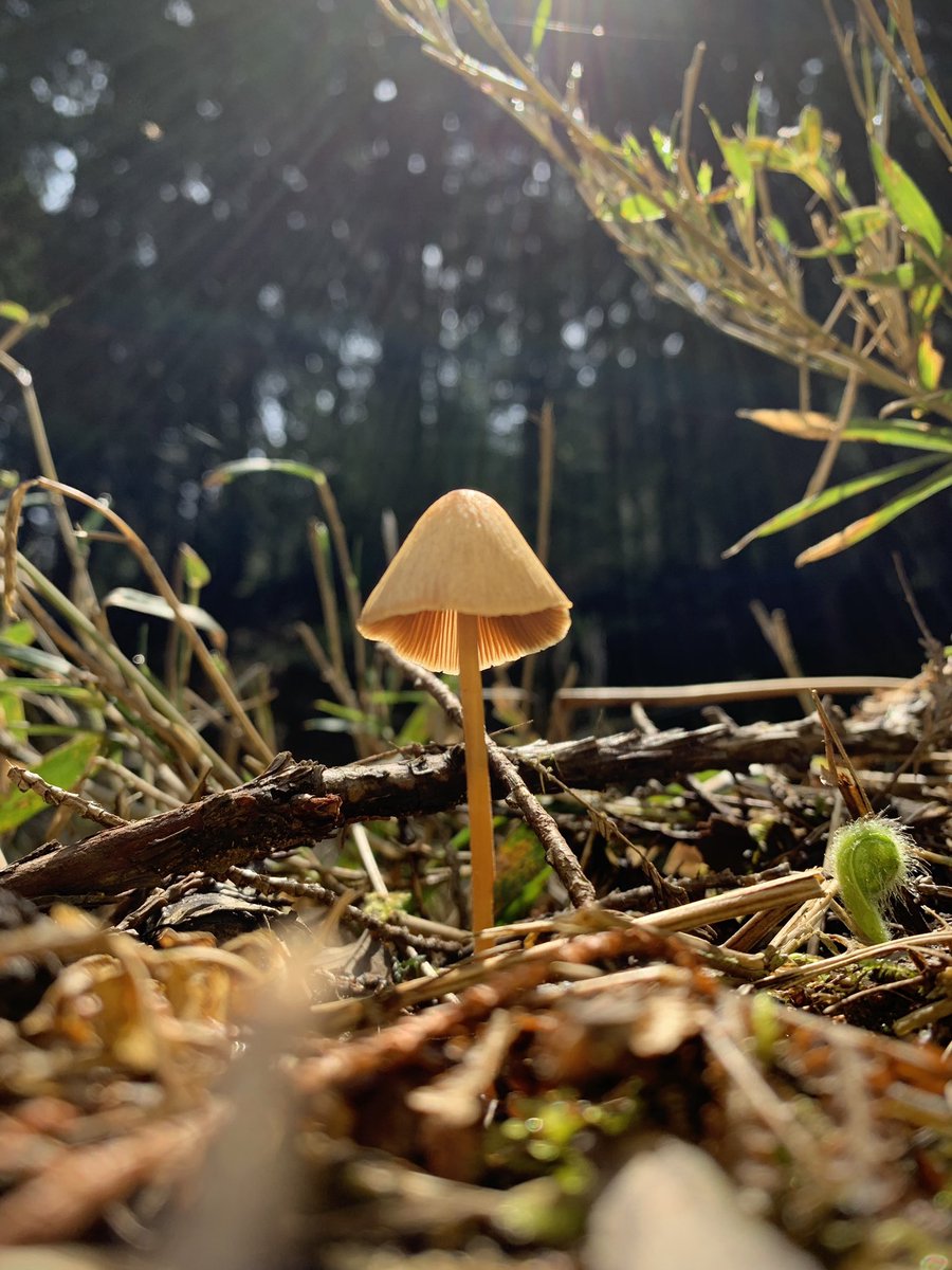 horagueri's tweet photo. 紅蚊脚茸（ベニカノアシタケ）かな？
山の中にポツンと。
#岐阜県 #山県市 #円原 #gifuphoto https://t.co/3lv5IoWZmf