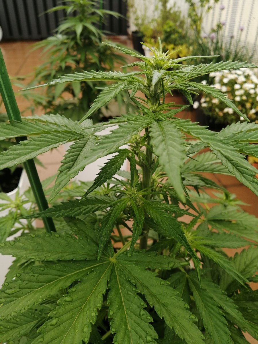 Empordaweed's tweet photo. Hoy amanecieron empapadas otra vez... 😔. Queremos veranito!!!!😎😎 #SixShooter #CreamCookies #WestCoastOG de @Fast_Buds https://t.co/LT3pzmnbw9