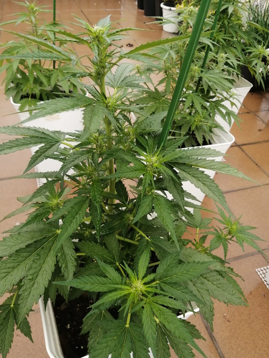 Empordaweed's tweet photo. Hoy amanecieron empapadas otra vez... 😔. Queremos veranito!!!!😎😎 #SixShooter #CreamCookies #WestCoastOG de @Fast_Buds https://t.co/LT3pzmnbw9