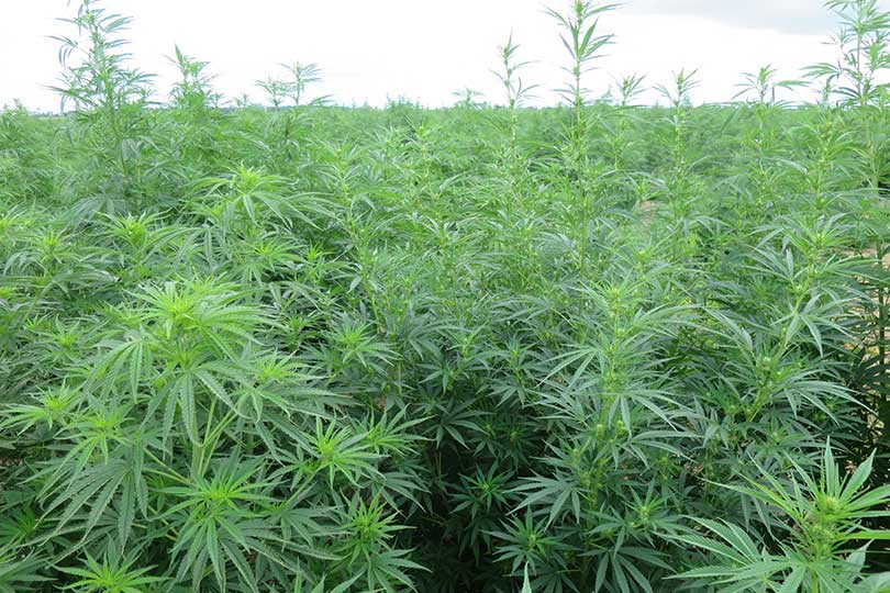 THEMMEXCHANGE's tweet photo. Texas A&amp;M ready to begin hemp variety trials

https://t.co/L4LNmHW8MK #MME #Hemp #Texas https://t.co/y1jsNo7ip0