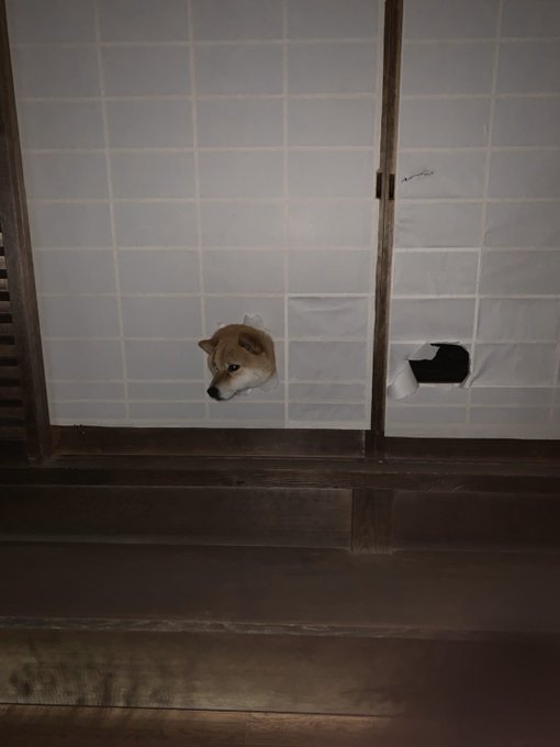 障子から顔を出して飼い主を出迎える柴犬に 柴が生えてますね ライブドアニュース