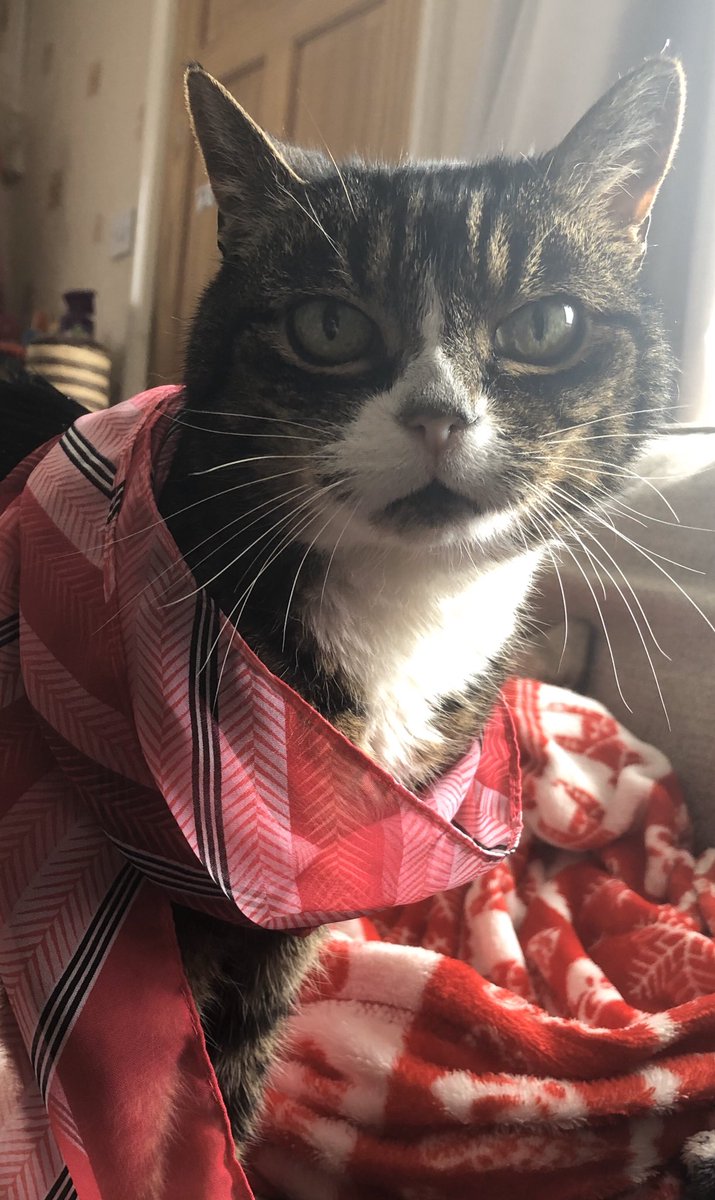 hayleypineapple's tweet photo. Bonnie almost forgot her shawl!
#mischiefmay @mischiefcomedy https://t.co/QMU2wZgZvq