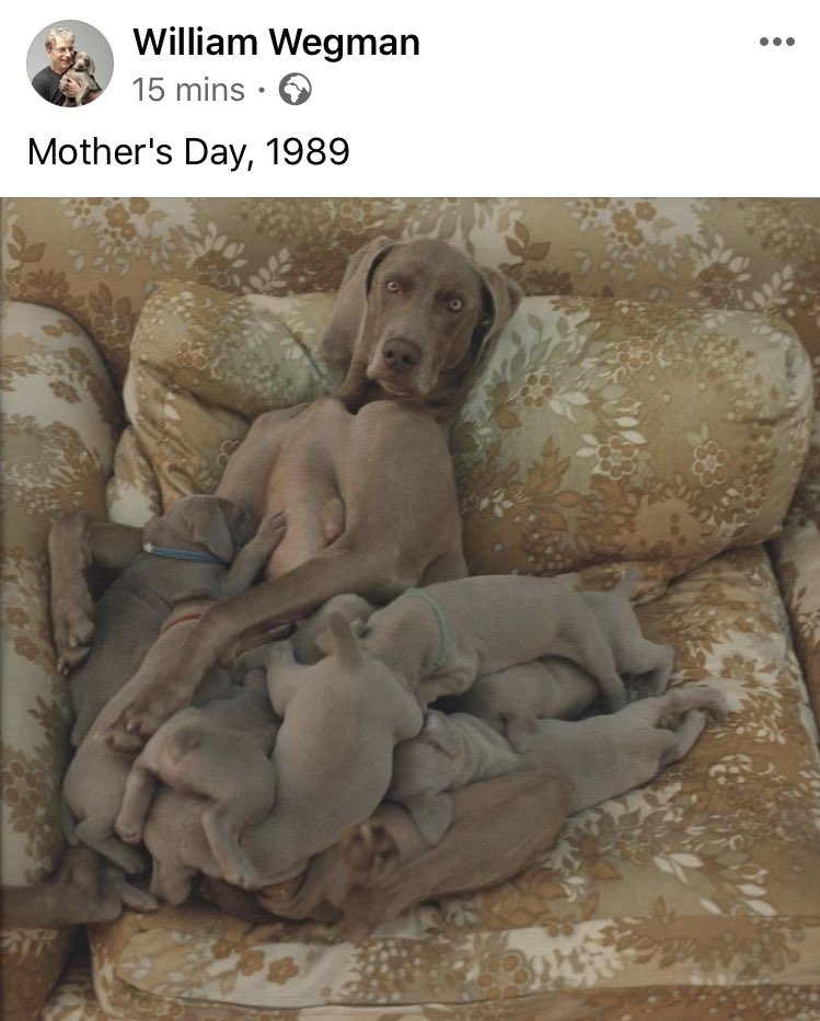 coleygirl66's tweet photo. Love this Photo.. follow this Guy on FB.. he does loads of photo shoots with Weimeraners. โค๏ธ
#doggiemothereday #weimeraners https://t.co/etrh1hDLUU