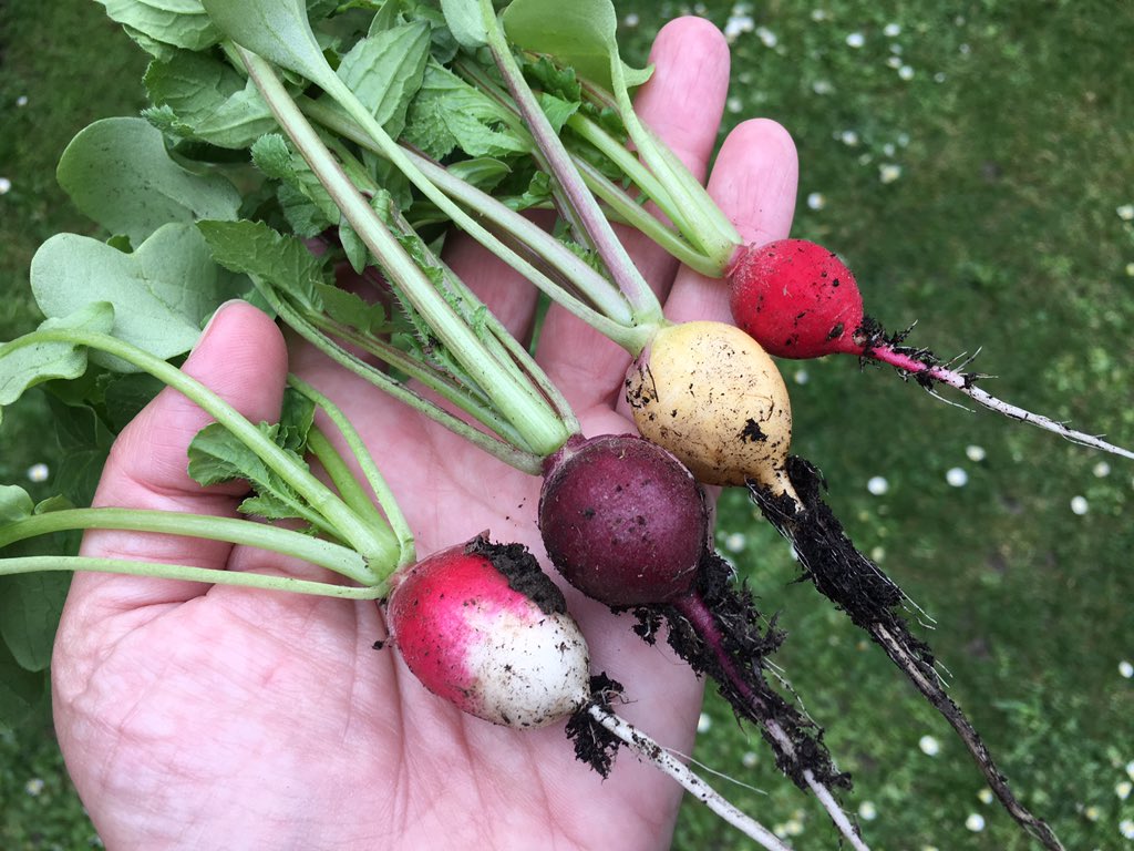 Have had a dreadful mental health day today, felt like giving up on everything, but harvesting these beauties - the first things I have ever grown myself, from seed - has lifted the darkness for a moment and made me immensely proud: I grew this food! And they're delicious!