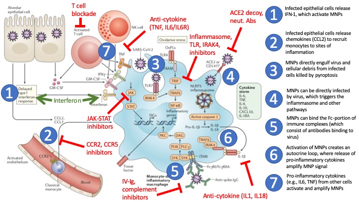 While later in disease therapies that inhibit migration of pro-inflammatory monocyte-derived macrophages (eg, CCR2/5 inhibitors) or suppress inflammation (eg., anti-IL6/6R, anti-TNF, anti-IL8, IVIG, JAKi) *may* be beneficial in treating the maladaptive immune response.
