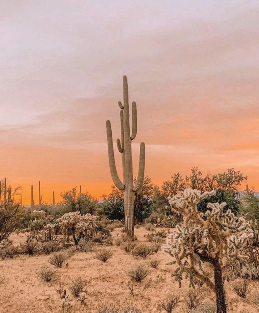 Happy Mother’s Day to all the #Tucson moms out there. Thank you for putting up with all our non-sense and sacrificing for your families. 
(📸: joshuatreehouse)