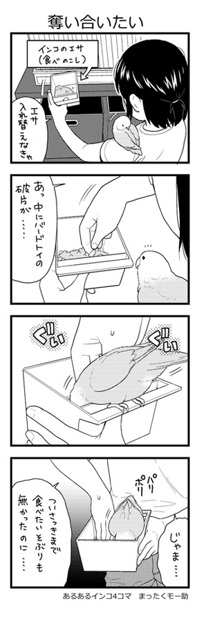 あるあるインコ4こま
人と奪い合うといつものご飯が美味しくなるようです 