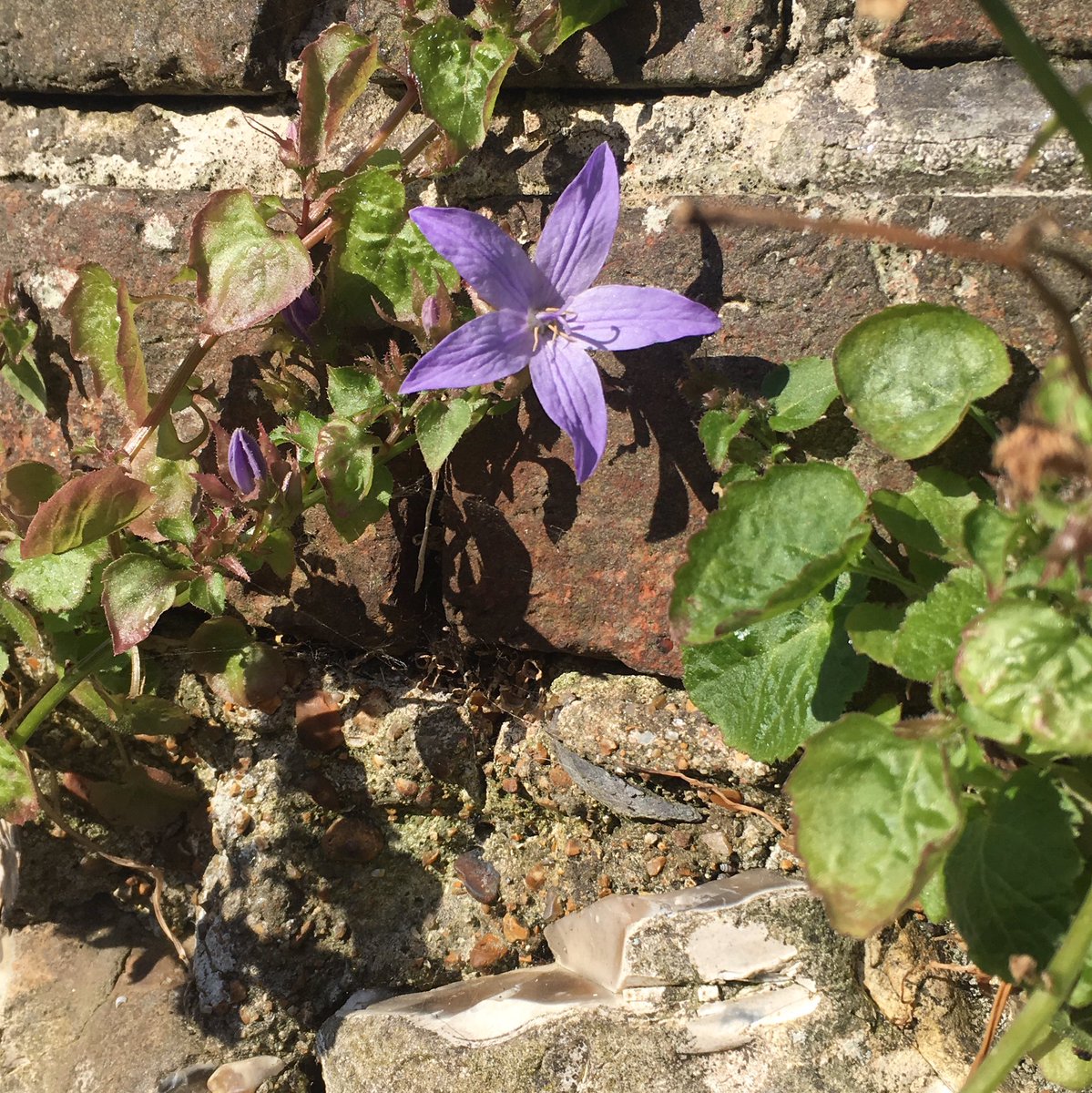 ThisIsPip's tweet photo. @ChrisGPackham Hi Chris, I love these wildflowers growing in the cracks of my garden wall. Do you know what they are? https://t.co/C6uuN8Q0Ba