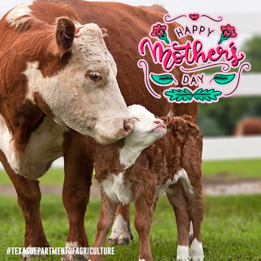 TexasDeptofAg's tweet photo. Happy Mother’s Day to all you sweet mommas out there! 💐 https://t.co/9O2tCN2WHO
